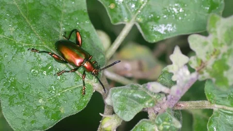 Beetle resting on the wet leaf Stock Footage 80083868