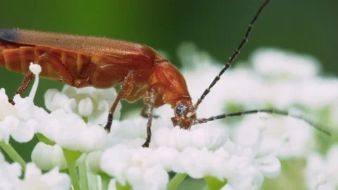 Beetle Rhagonycha fulva Stock Footage 92478486