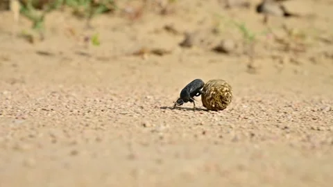Beetle rolls dung ball across sandy ground in natural habitat Stock Footage 341973881