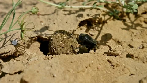 Beetle rolls dung ball across dry ground, surrounded by vegetation and soil Stock Footage 341973996