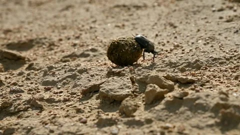 Beetle rolls dung ball across sandy terrain in natural environment Stock Footage 342229244