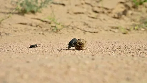 Beetle rolls dung ball across sandy terrain in natural desert environment Stock Footage 342229245