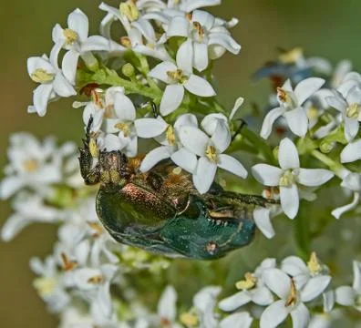 Beetle Rose Chafer eats on white flowers of Hungarian Lilac Foto stock