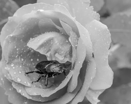 Beetle in a rose covered with rain drops in black and white Stock-Fotos