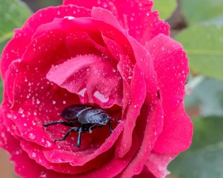 Beetle in a rose covered with rain drops Stock-Fotos