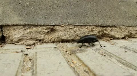 Beetle running on the floor Stock Footage 12738395