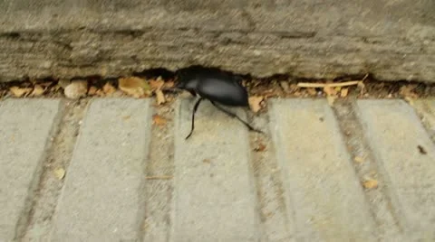 Beetle running on the floor Stock Footage 12738409