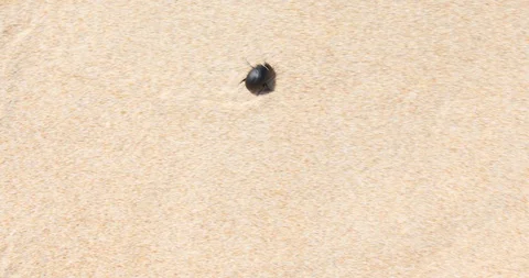 Beetle running through the sand Stock Footage 91004842