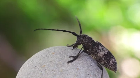 Beetle runs on a rotating round stone. Stock Footage 120433097