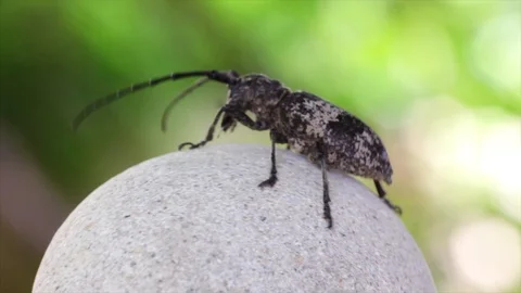 Beetle runs on a rotating round stone. Stock Footage 120433100