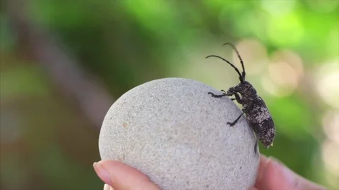 Beetle runs on a rotating round stone. Stock Footage 120433118