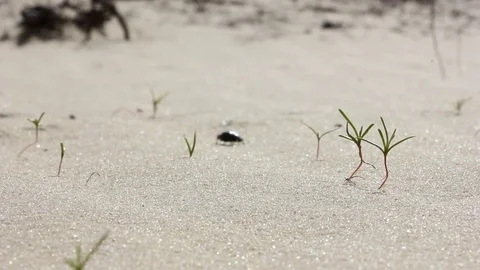Beetle runs through the desert Vídeo Stock 69962406