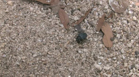 Beetle in Sand Stock Footage 668964