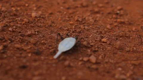 Beetle in the Sand Video stock 103317080