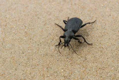 Beetle on the sand Stock Photos