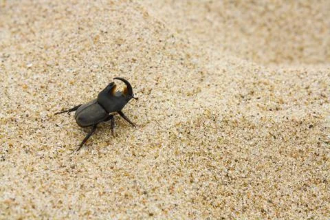 Beetle on the sand Stock Photos