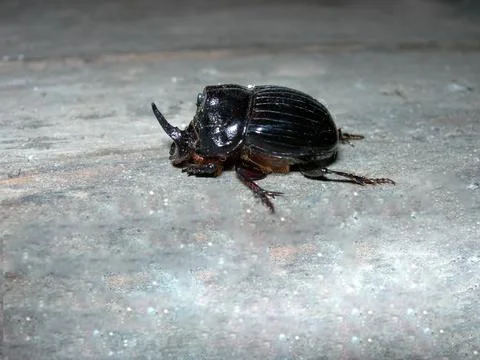 Beetle on the sand Stock Photos