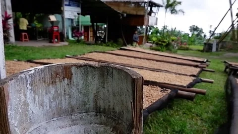 The beetle sat on the bamboo. Video stock 123139806