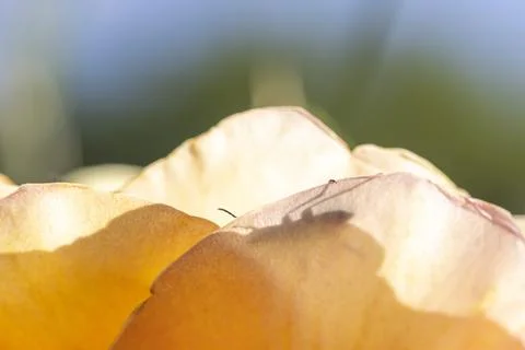 Beetle shadow creating abstract pattern on rose petal Stock Photos