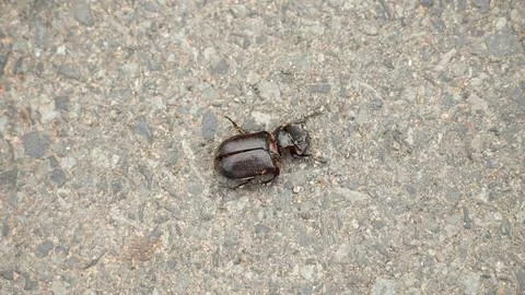 Beetle shell on the road Stock Photos