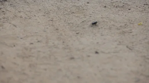 Beetle Shot Stock Footage 34296732