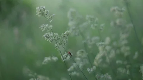 A beetle sits on a blade of grass. Abstract green leaves texture, nature Stock Footage 197366518