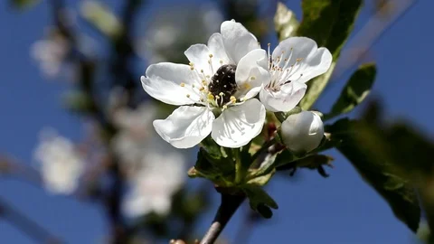 A beetle sits on a cherry blossom, close-up Video stock 89433836