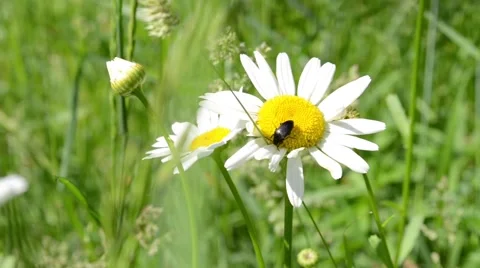 Beetle Sits on Daisy Stock Footage 46111064