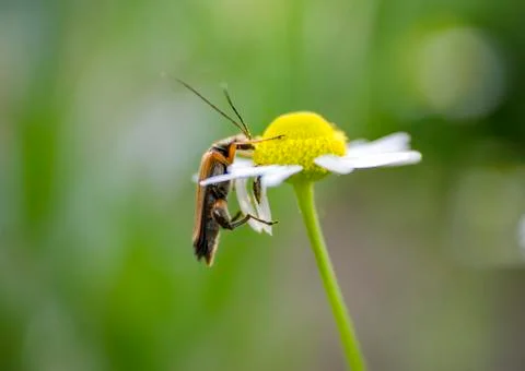 Beetle that sits on a daisy Stock Photos