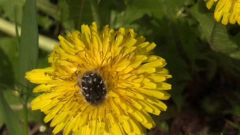 Beetle sits on a dandelion flower Vidéo 153955157