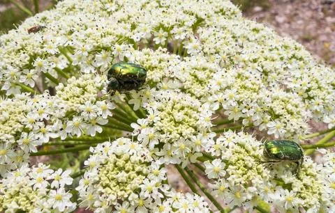 A beetle sits on a flower Foto stock