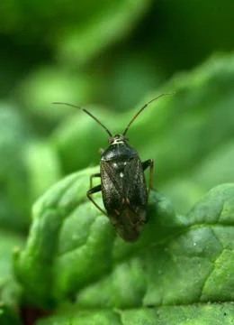 Beetle sits on a green leaf. Macro photography. Stock Photos
