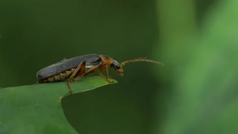 A beetle sits on an oak leaf. Stock Footage 154421377
