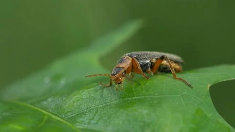 A beetle sits on an oak leaf. Видео 154421625