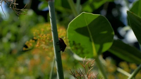 The beetle sits on a parsley stalk. the wind shakes the stem. 4k Stock Footage 111408445