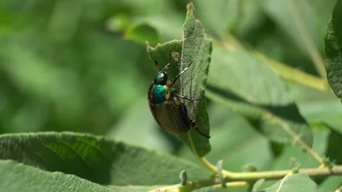 A beetle sits on a tree leaf and looks around Stock Footage 279943484