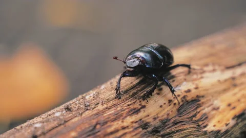 Beetle sitting on the branch on blurry background Stock Footage 94382641