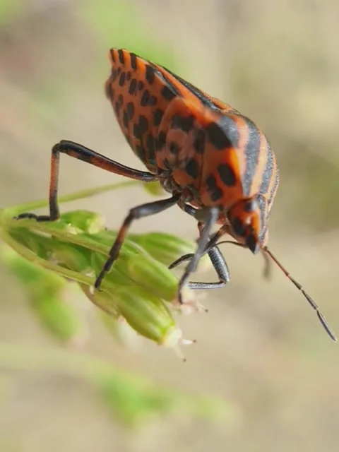 Beetle sitting on the grass Video stock 158991916