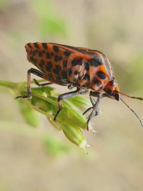 Beetle sitting on the grass Stock Footage 158991922