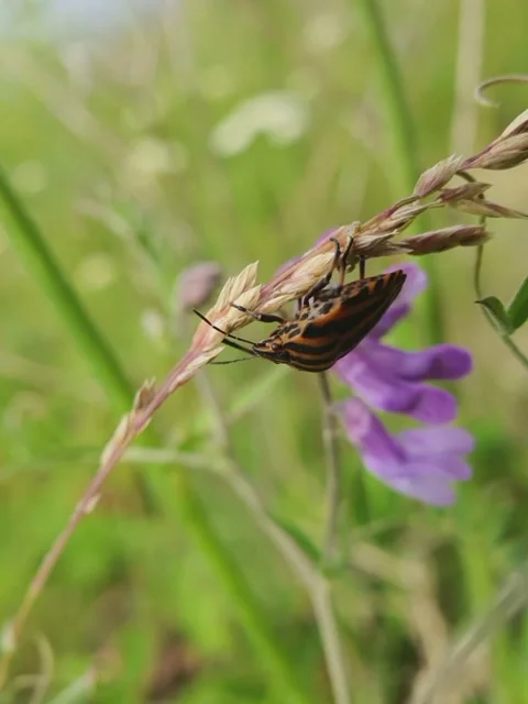 Beetle sitting on the grass Stock Footage 158991924