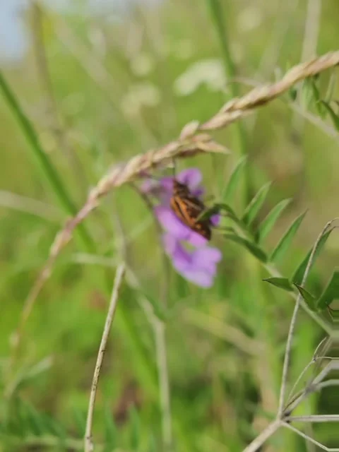 Beetle sitting on the grass Stock Footage 158991927