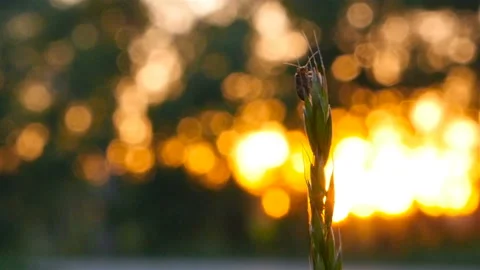 Beetle sitting on the grass. Insect at sunset. Close-up. Evening time Stock-Footage 119104009