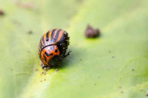 Beetle sitting on a green leaf Stock Photos