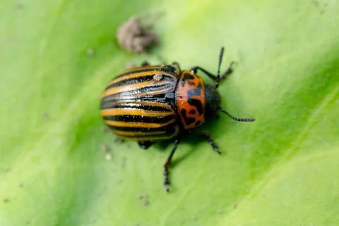 Beetle sitting on a green leaf Stock Photos