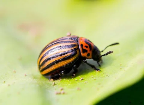 Beetle sitting on a green leaf Stock Photos