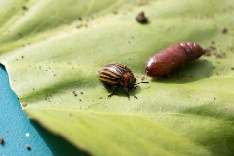Beetle sitting on a green leaf Stock Photos