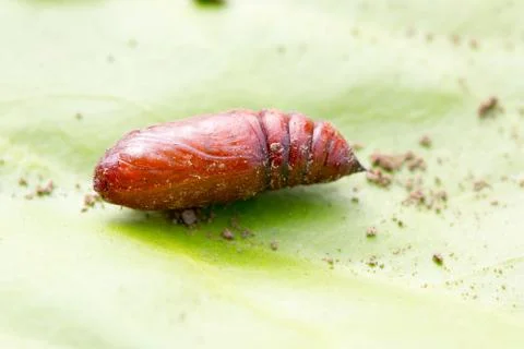 Beetle sitting on a green leaf Stock Photos