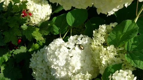 A beetle sitting on a hydrangea Stock Footage 160004579