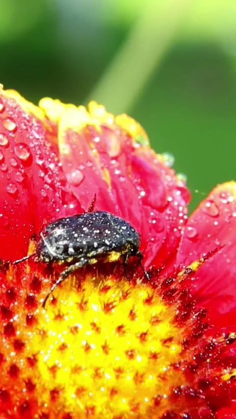 Beetle sitting on red flower with water drops Stock Footage 316593265