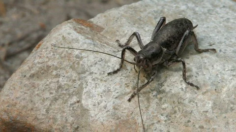 Beetle sitting on a rock Stock Footage 124685